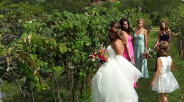 Fontain Vineyard